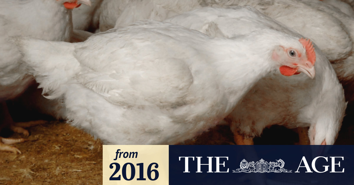 Chickens fly off truck, land at KFC, captured on film by vegan